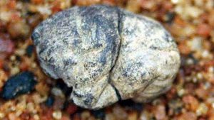 Dünyanın en eski sakızı 5000 yaşında